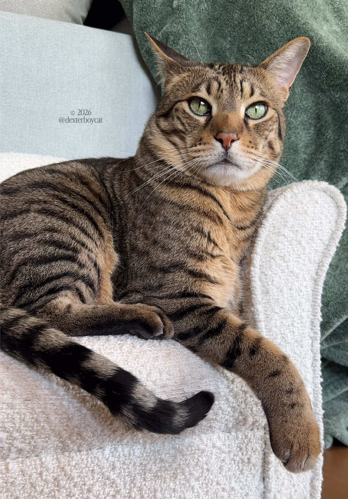 @dexterboycat 🐆♥️