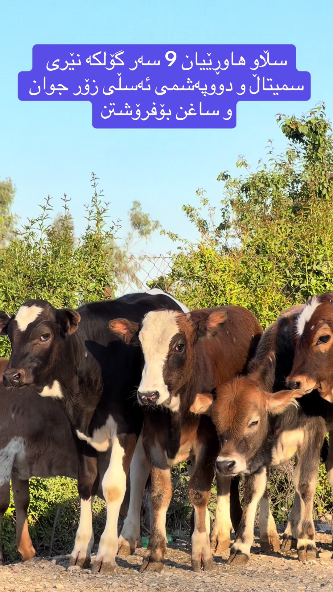 @مەیدانی ئاژەڵانی محمد 🐄🐂