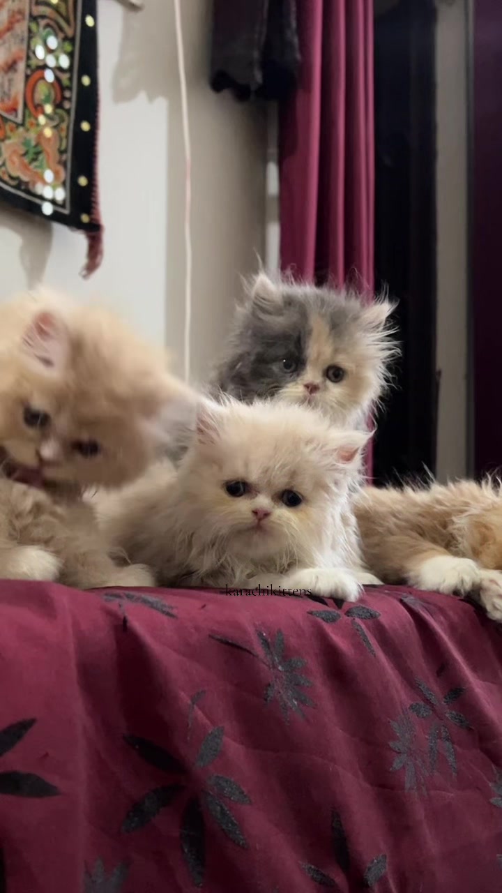 @karachikittens