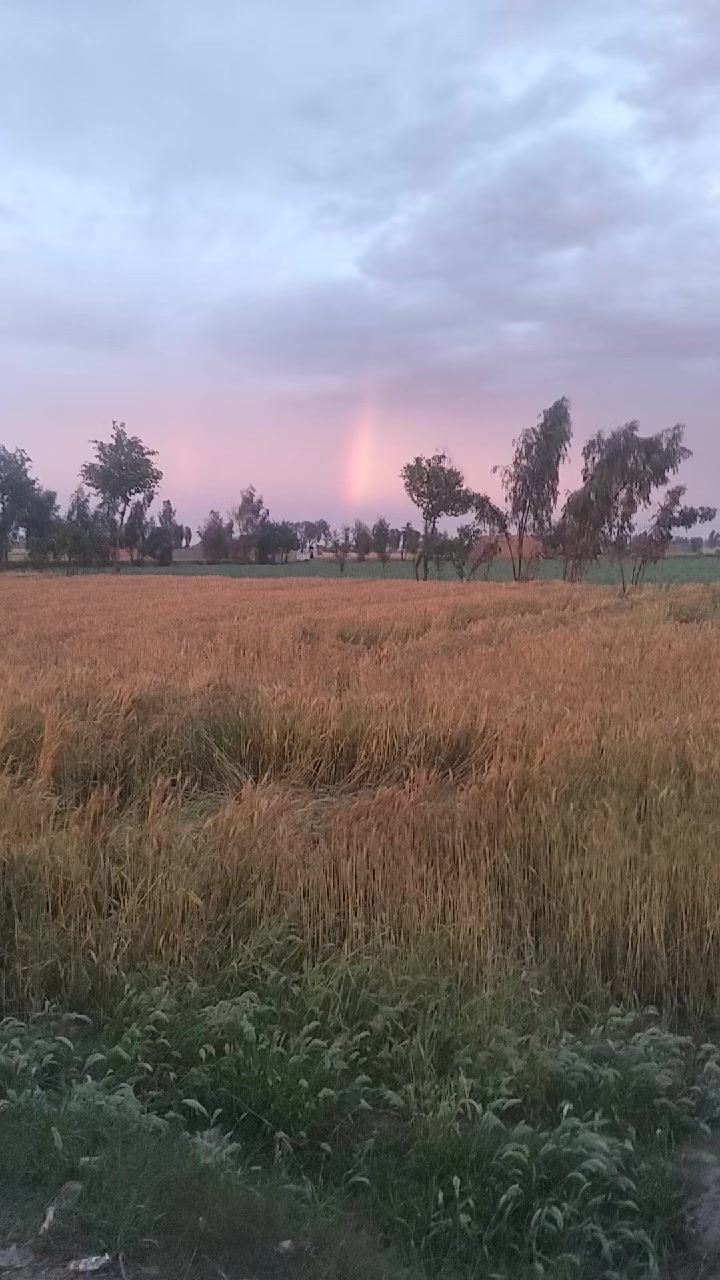 @معین