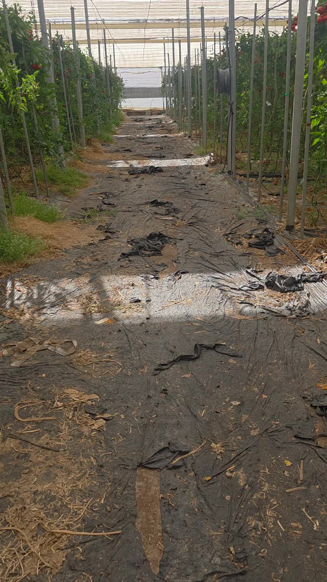 @El Extensionista del Agro
