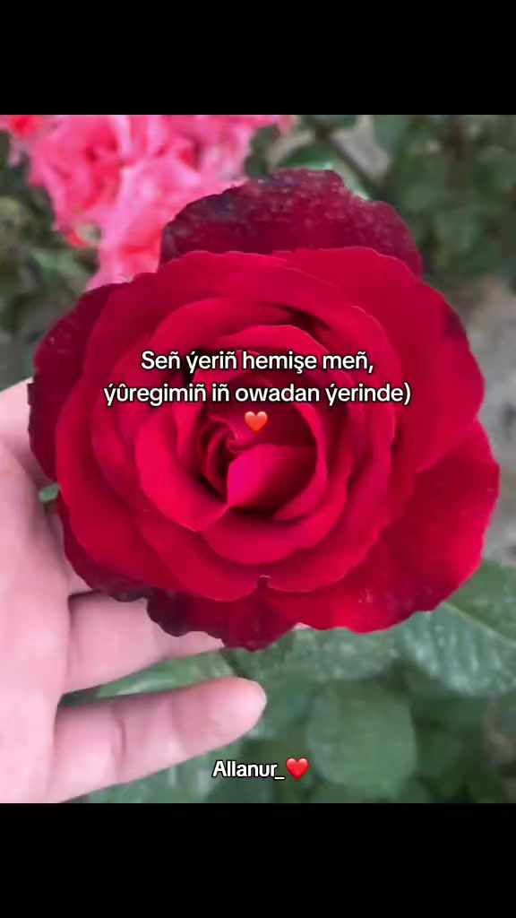 @𝐀𝐥𝐥𝐚𝐧𝐮𝐫_➰