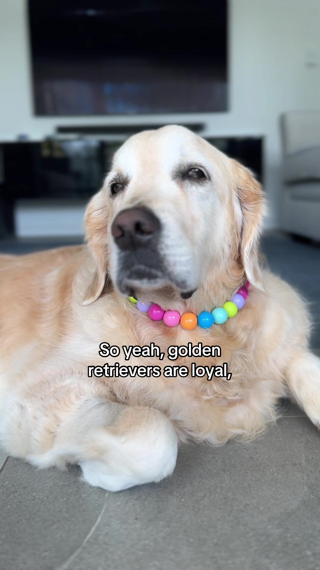 @lunas_golden_life