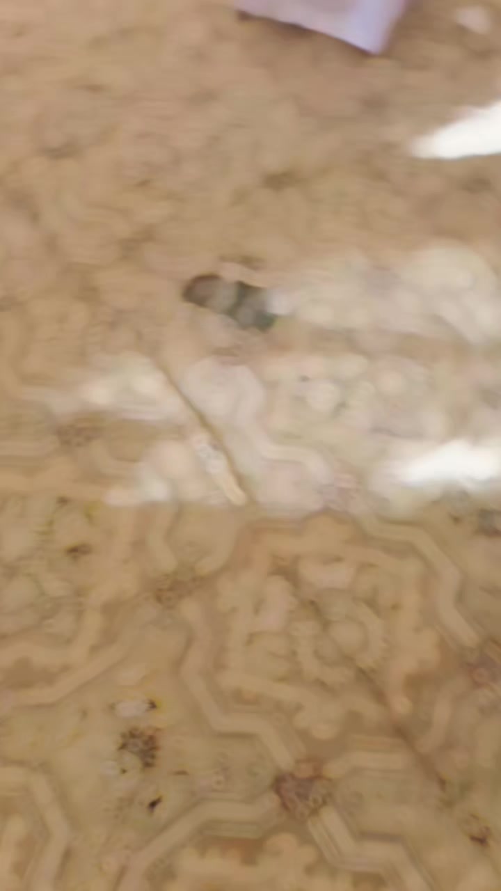 @⛓چوہدری سلمان وینس 🦁