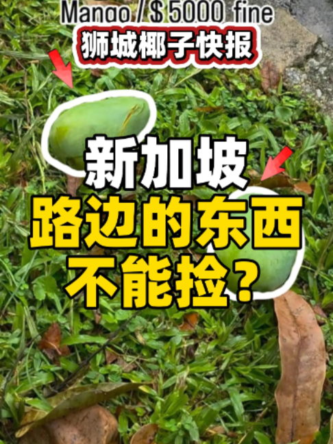 @新加坡狮城椰子