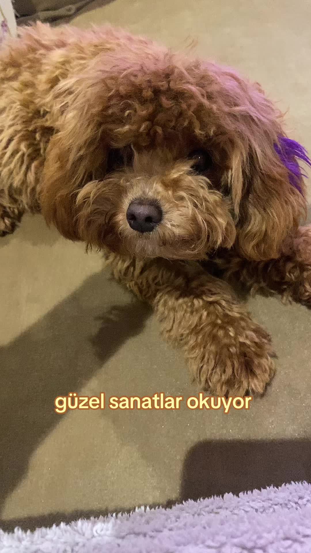 @Janinavcii