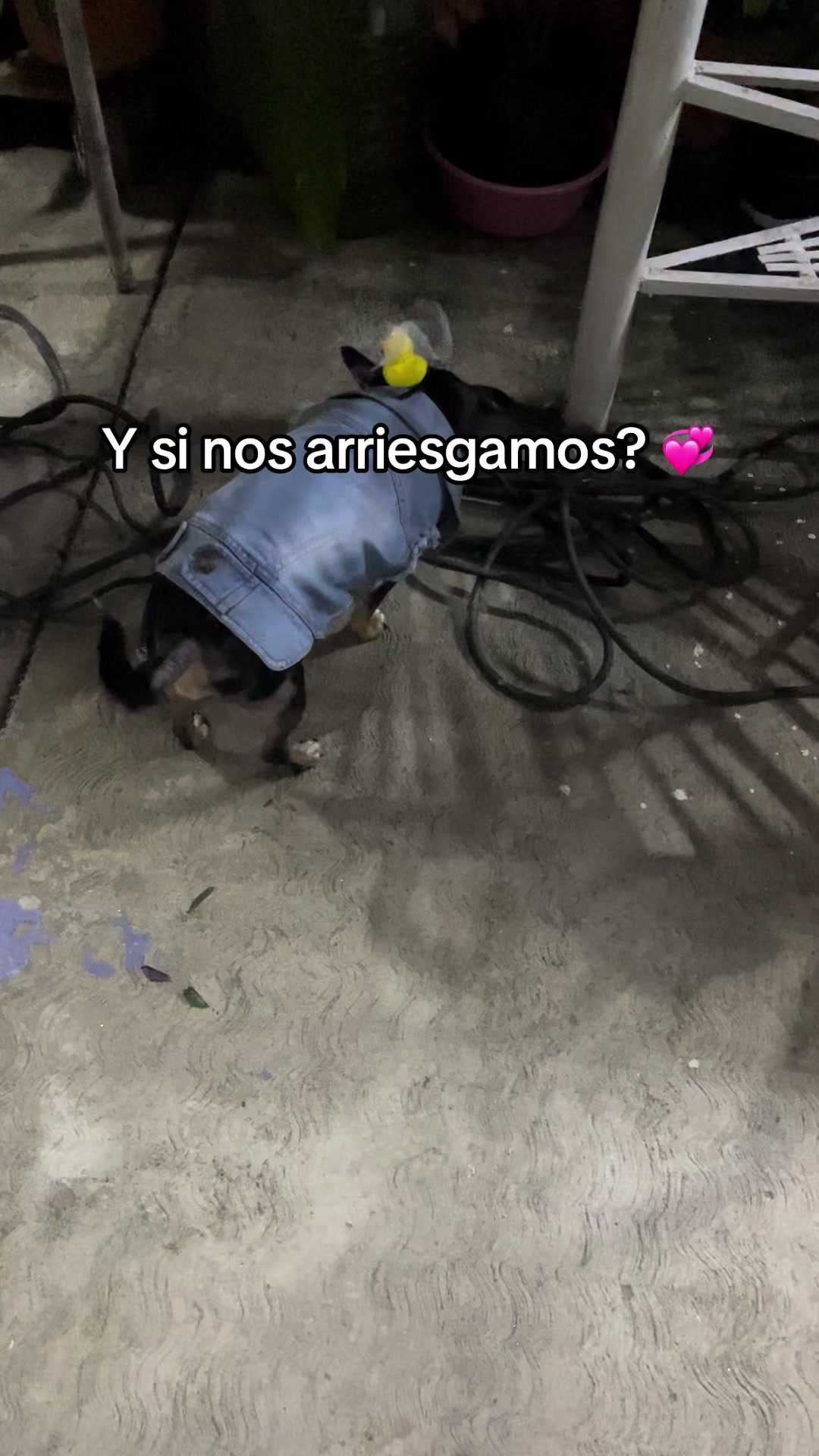 @Raylo GL