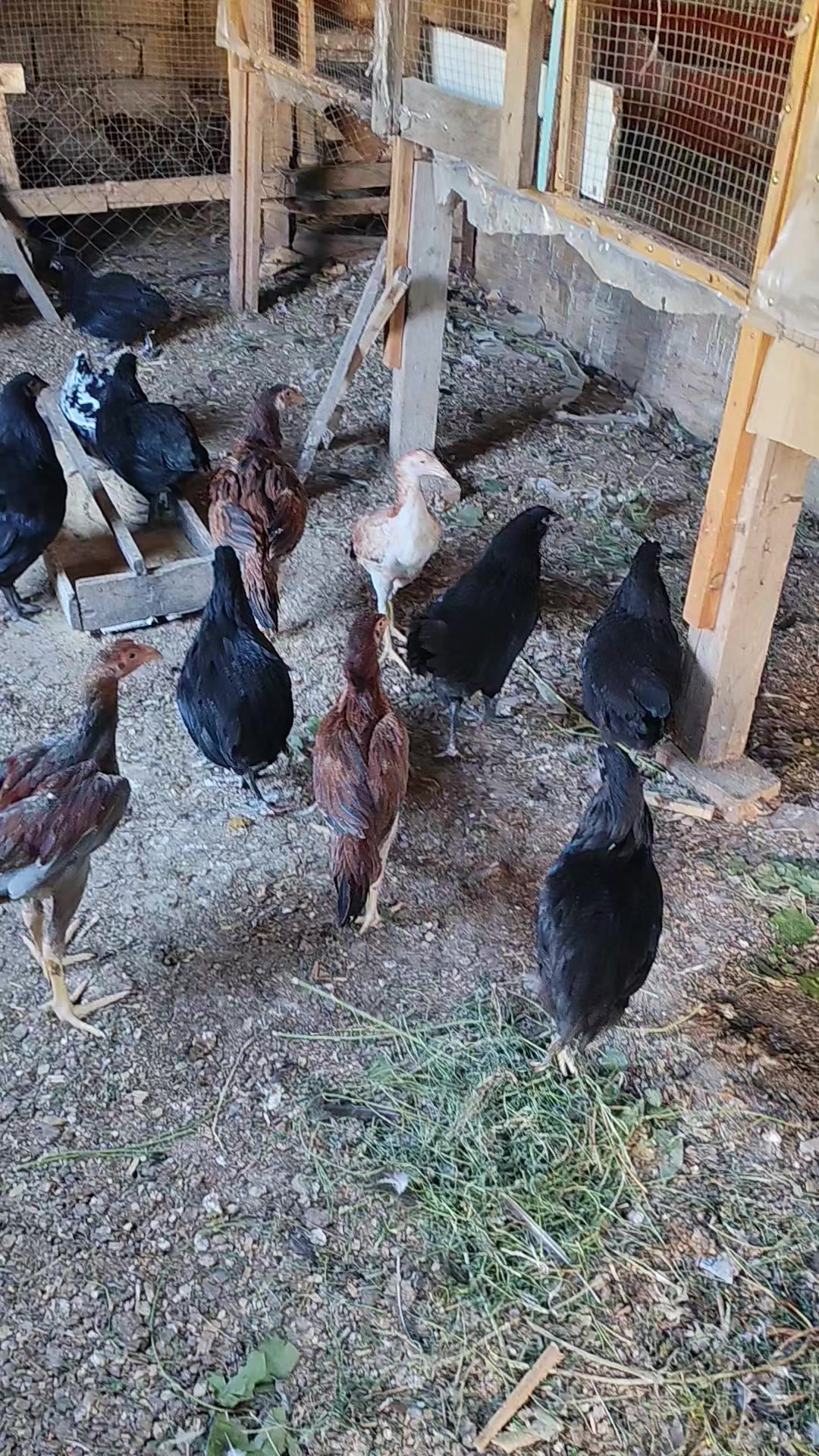 @MAŞTAĞA_QUŞCULUĞ
