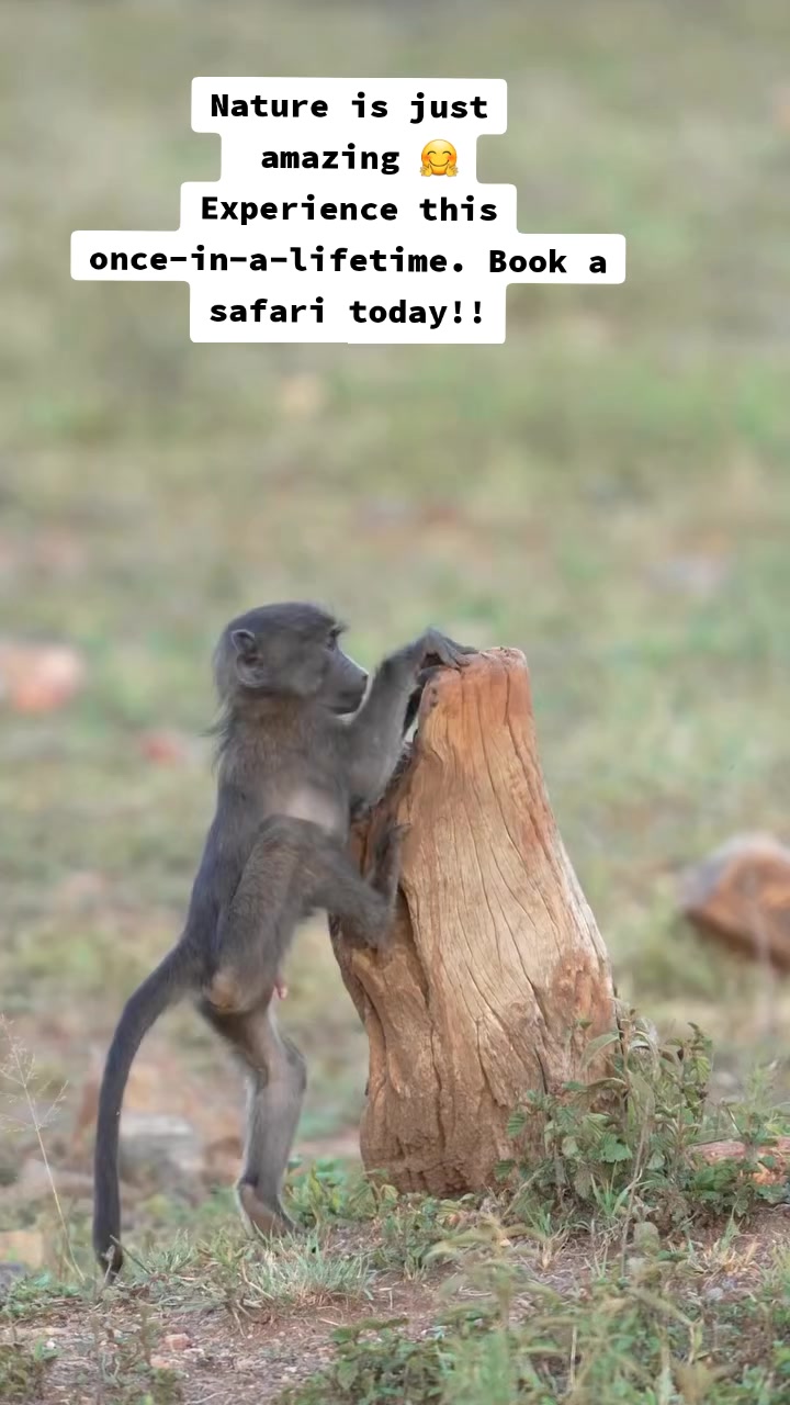 @Nesh Tours and Safaris