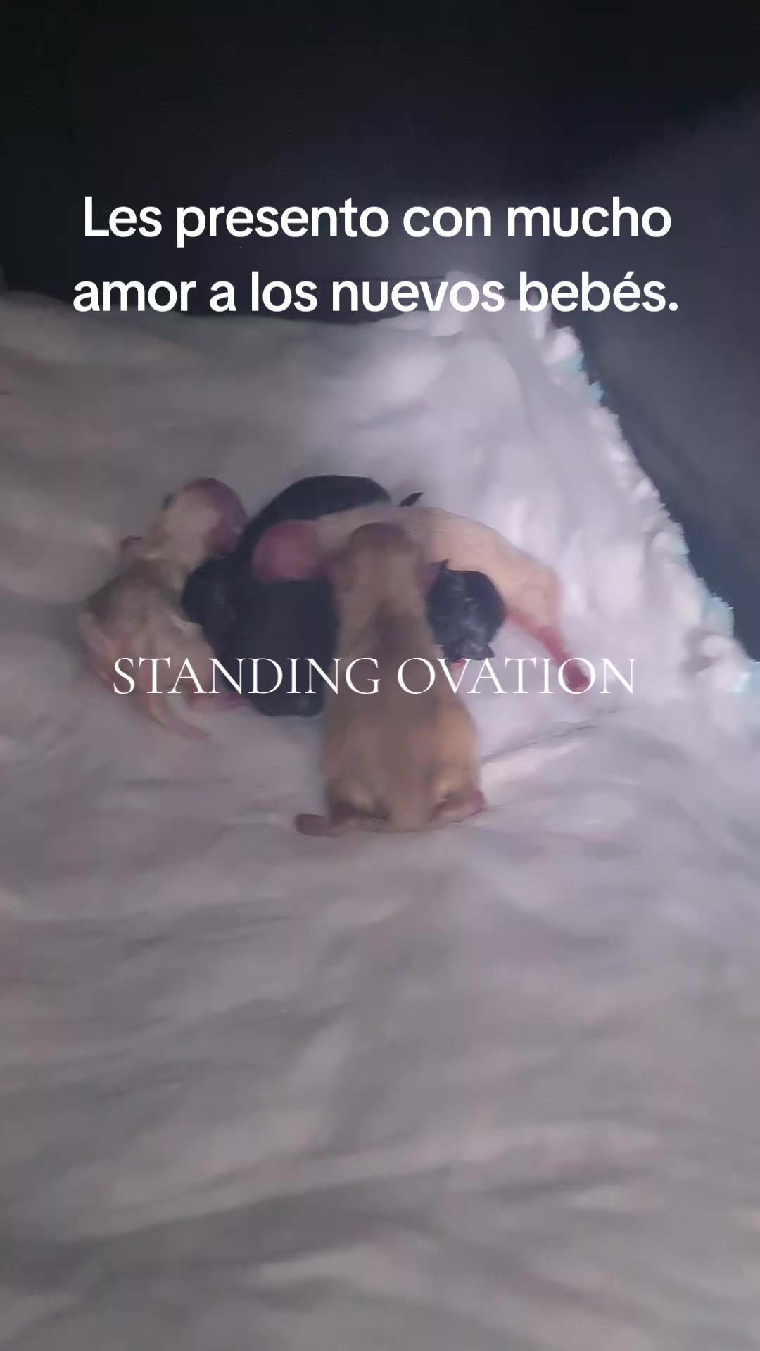 @Standing Ovation