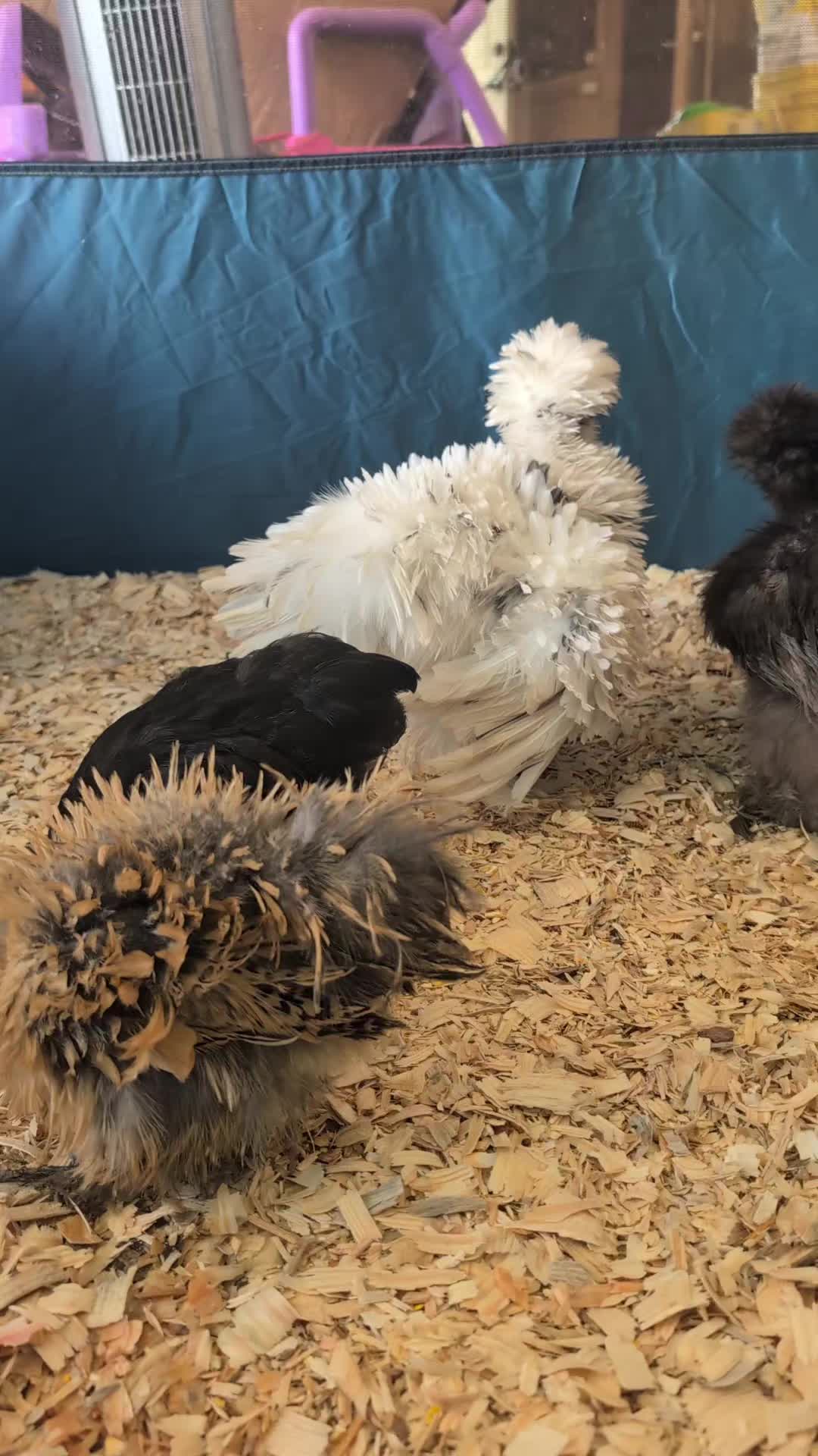 @megz_eggz_chickens