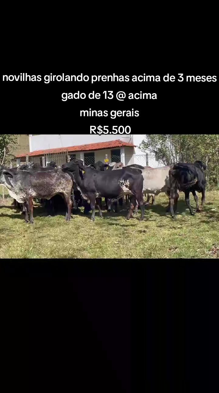 @marketing_do_gado