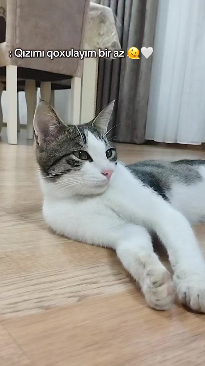 @🐾