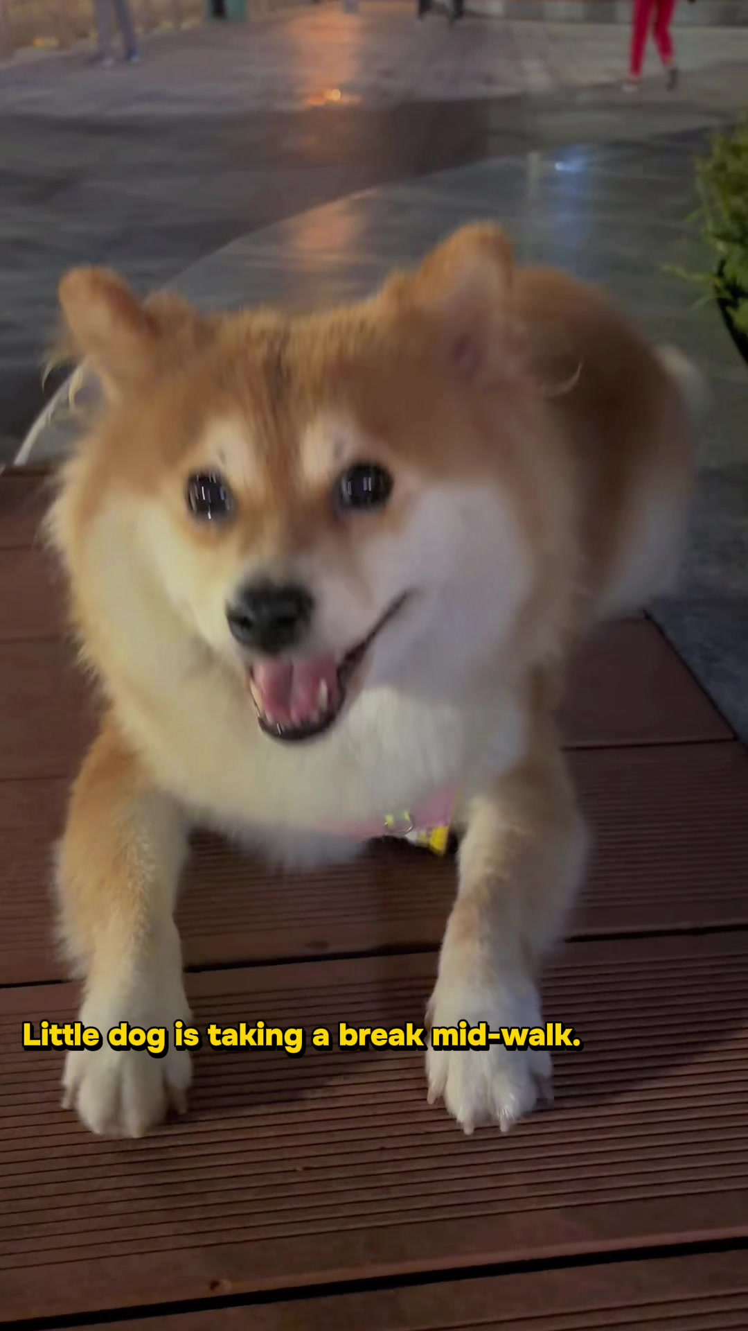 @Laifu