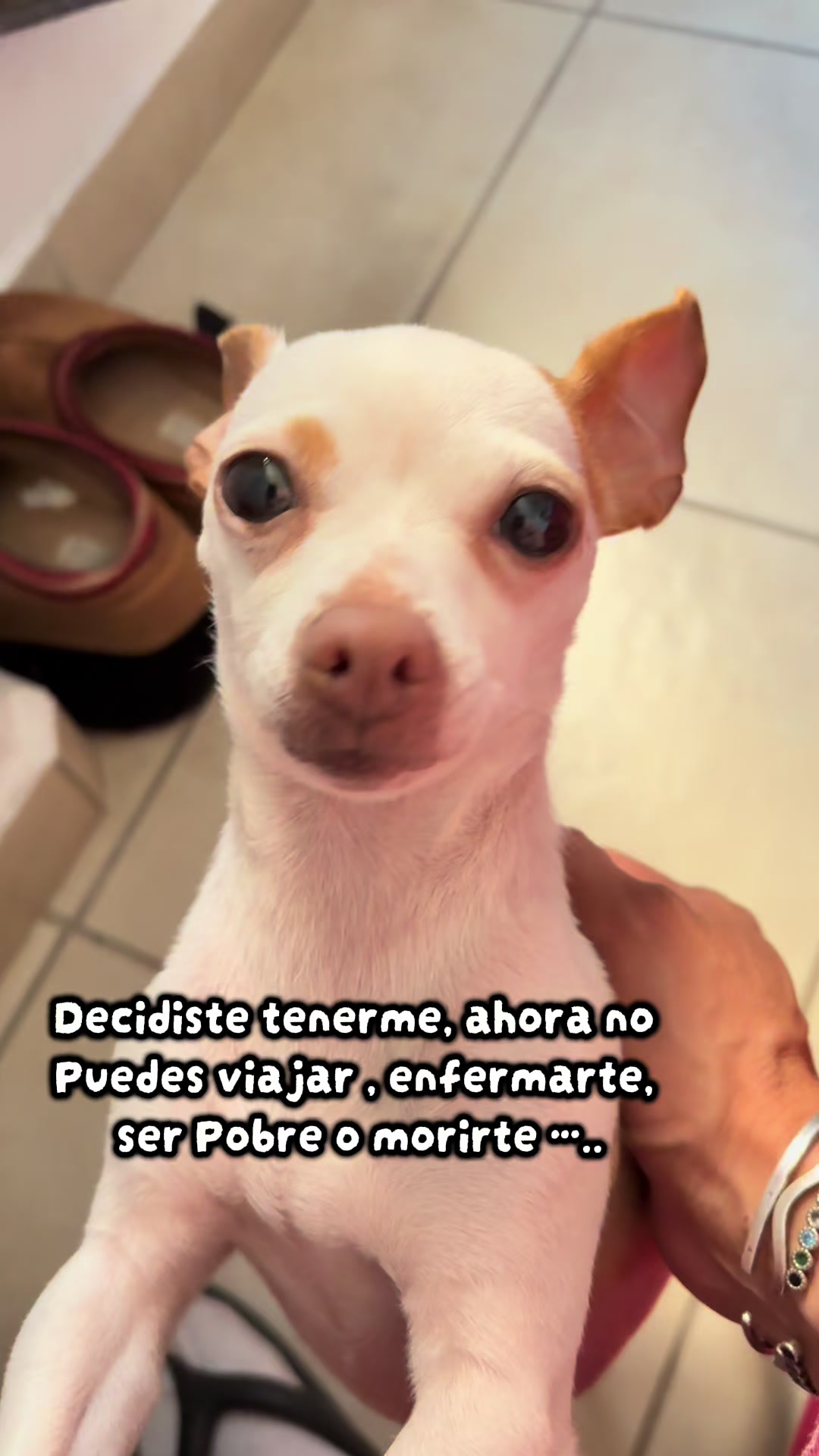 @galleta la chihuahua