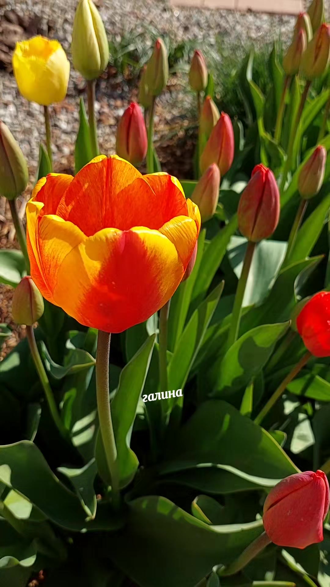 @✨️Галина ✨️🌸