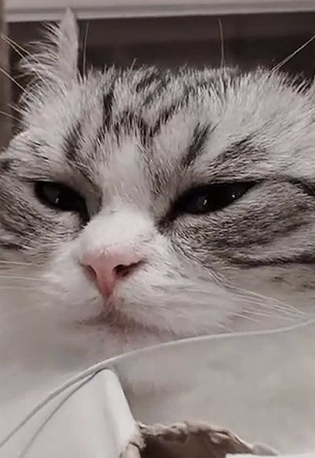 @твич: qivwi1