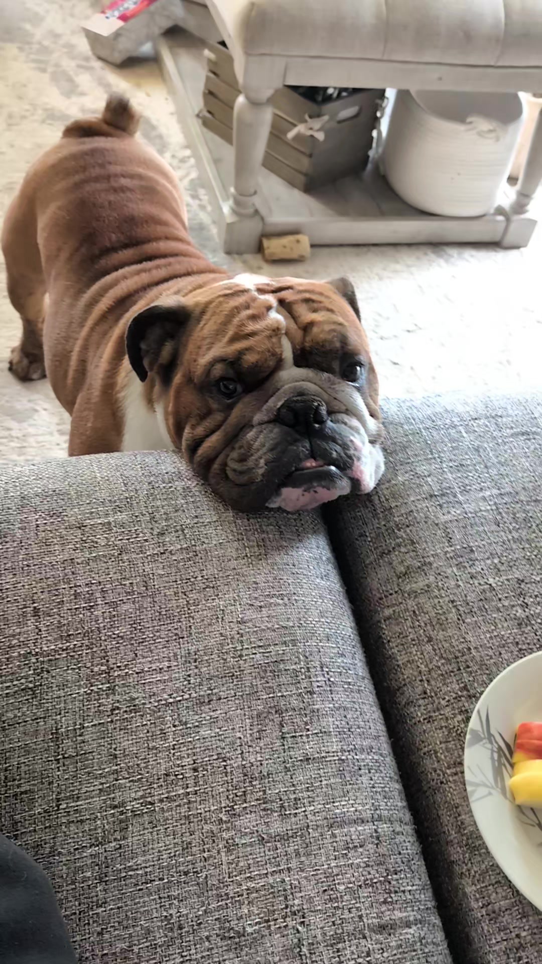 @Vinny The Bulldog