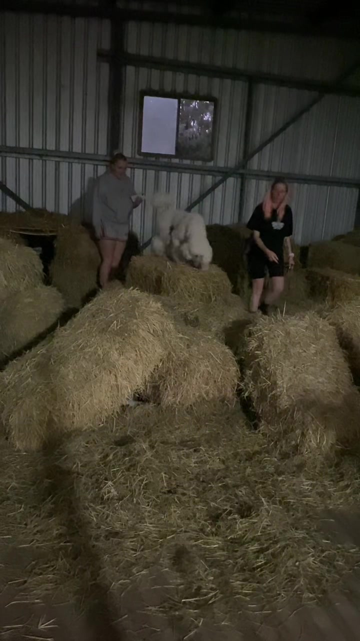 @pandorasboxofdogs