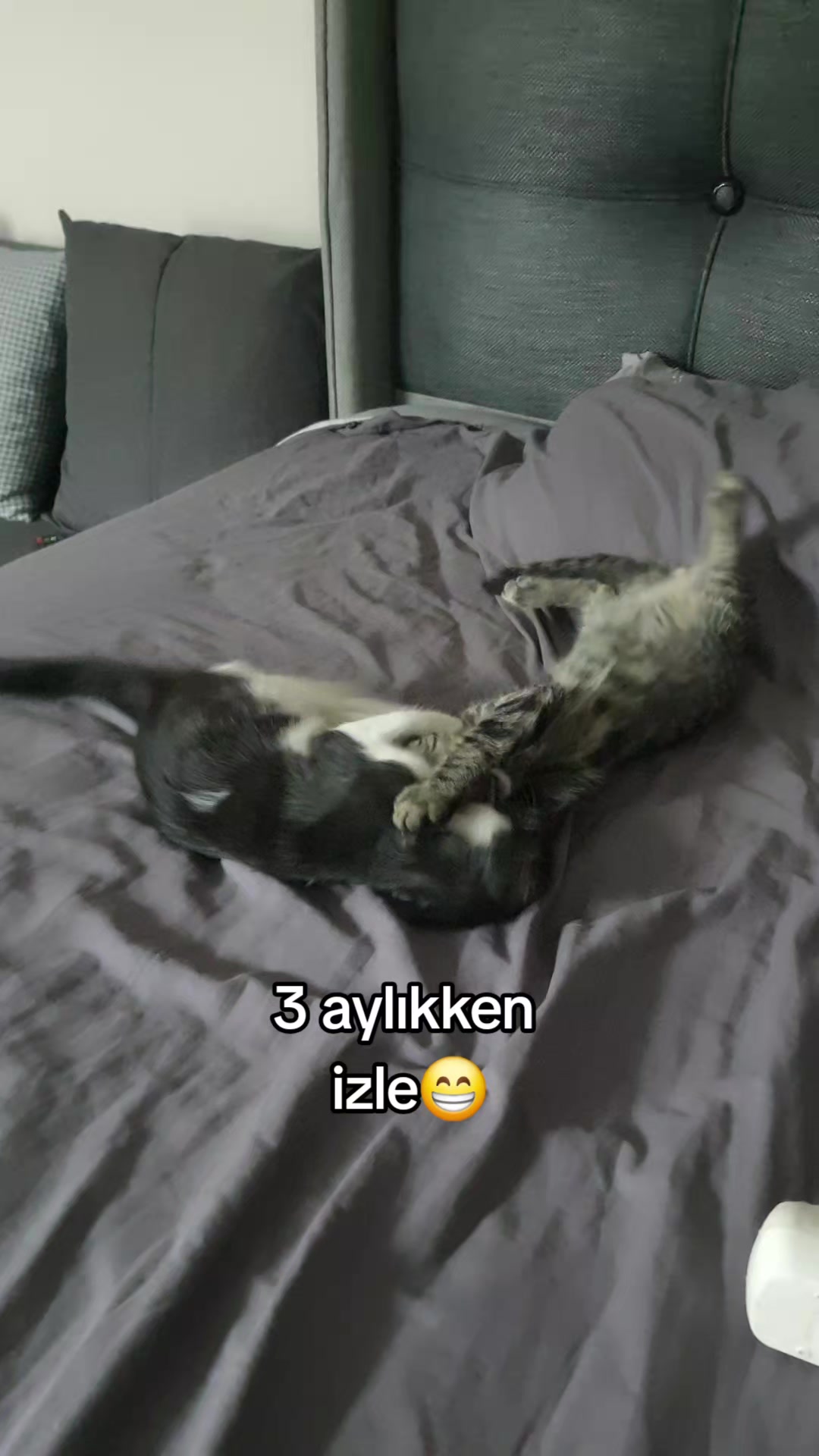 @kuzey
