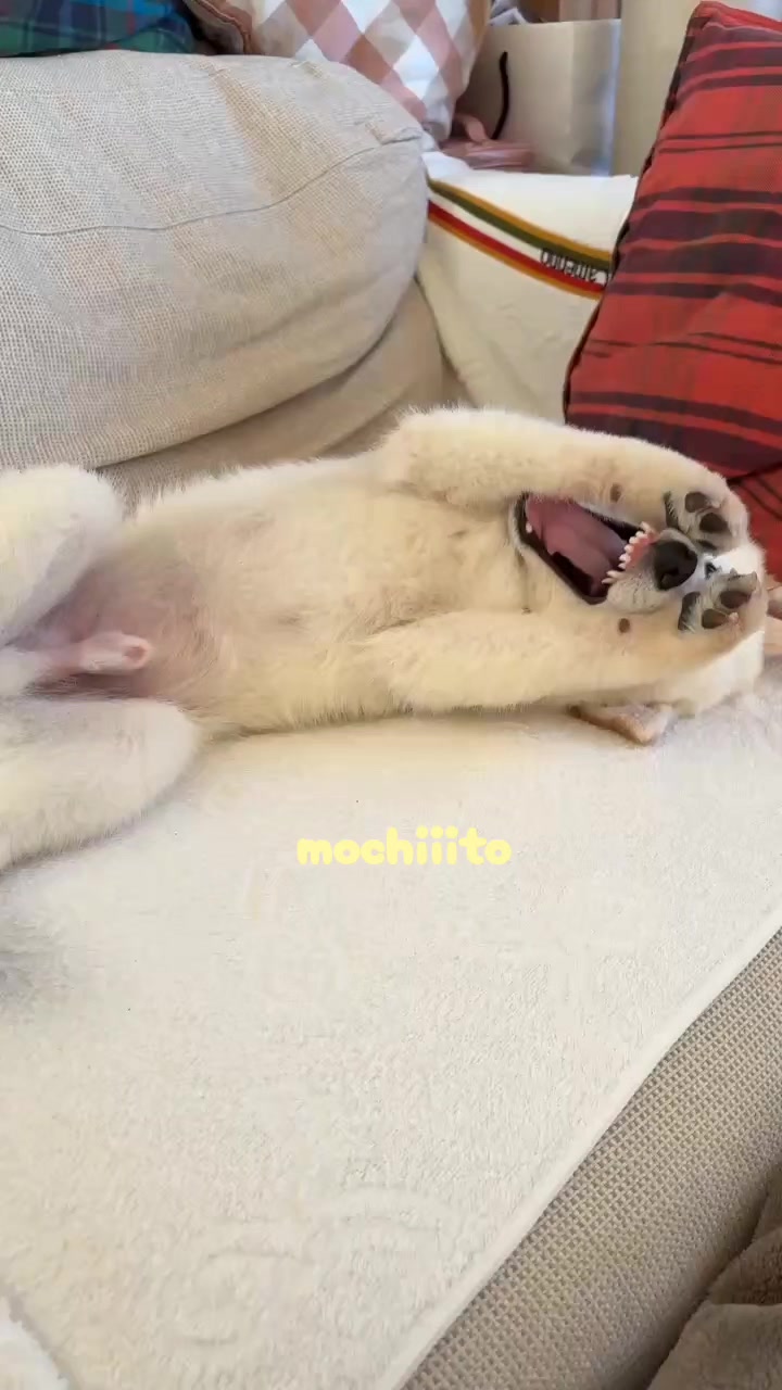 @Mochimaru
