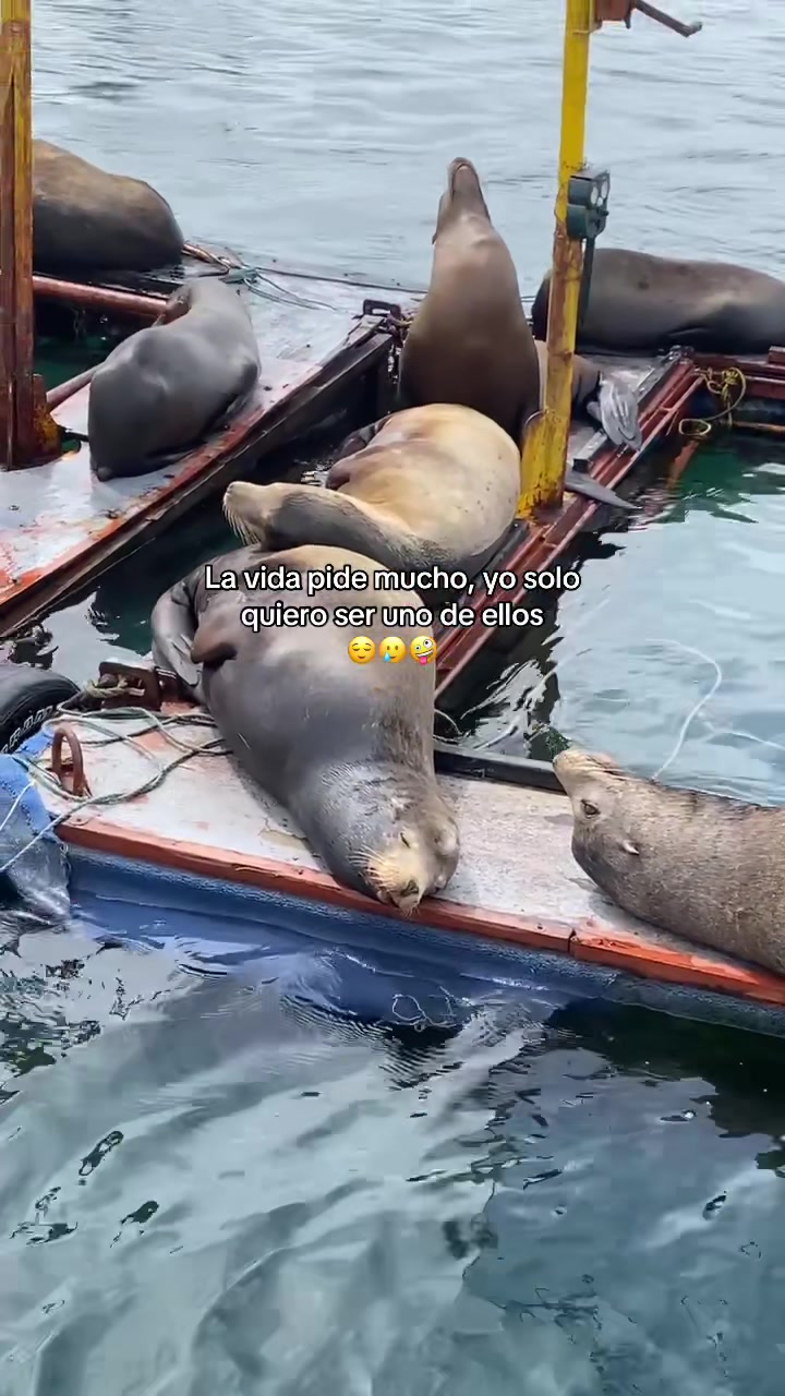 @✨ 𝑨𝑹𝑨𝒀𝑰𝑵𝑨 ✨