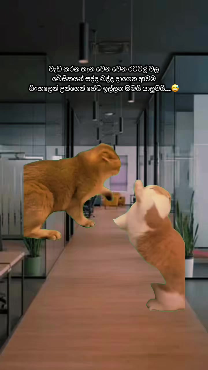 @🇱🇰 චමුවා 🇦🇪