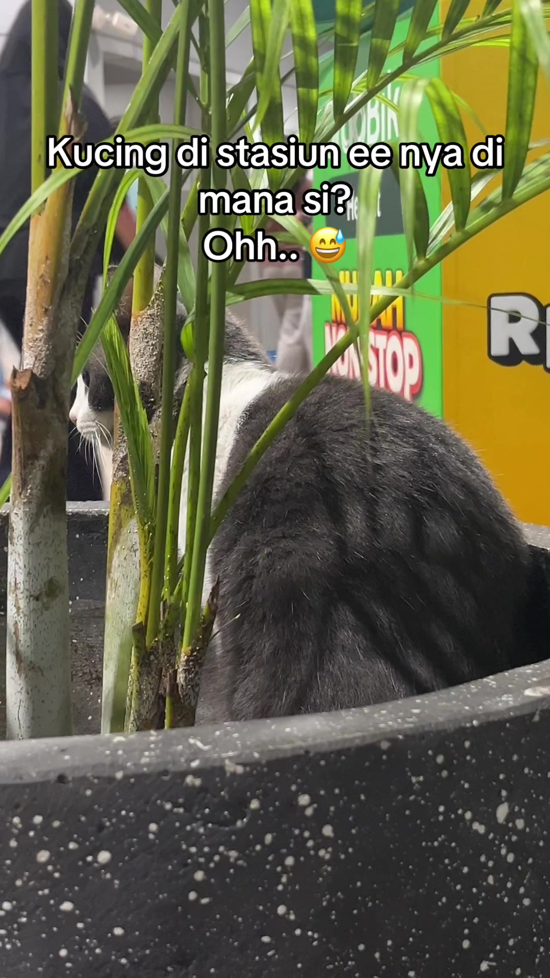 @Neko—🐈