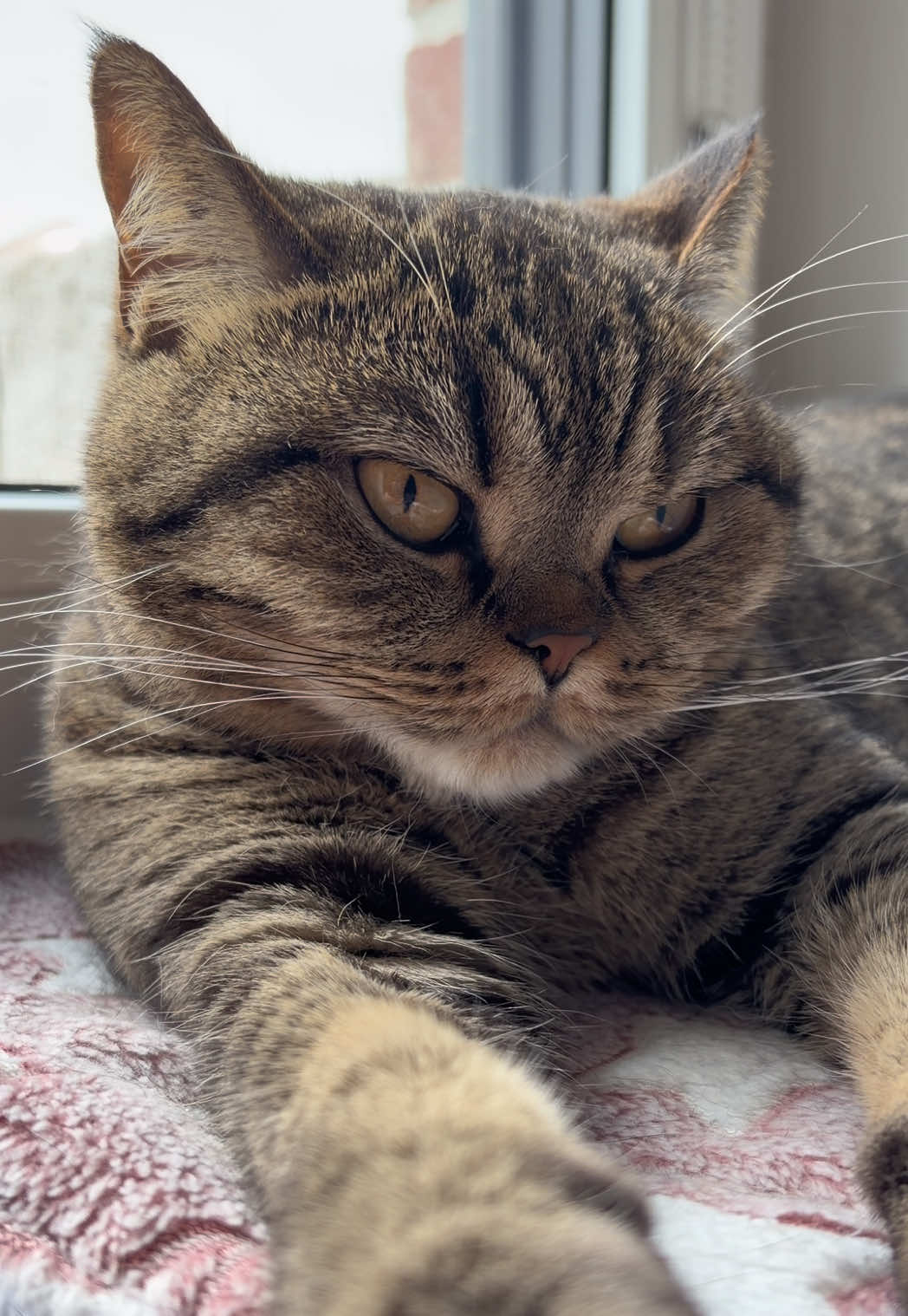 @Sonja_Kitty-Cat