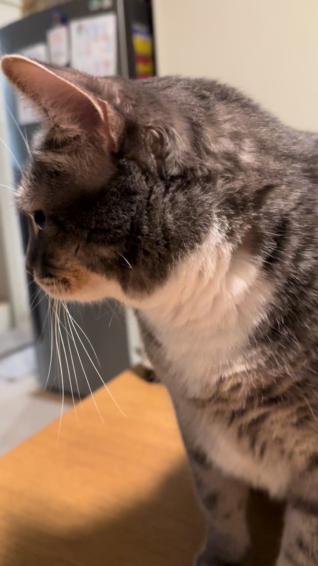 @猫のテツ