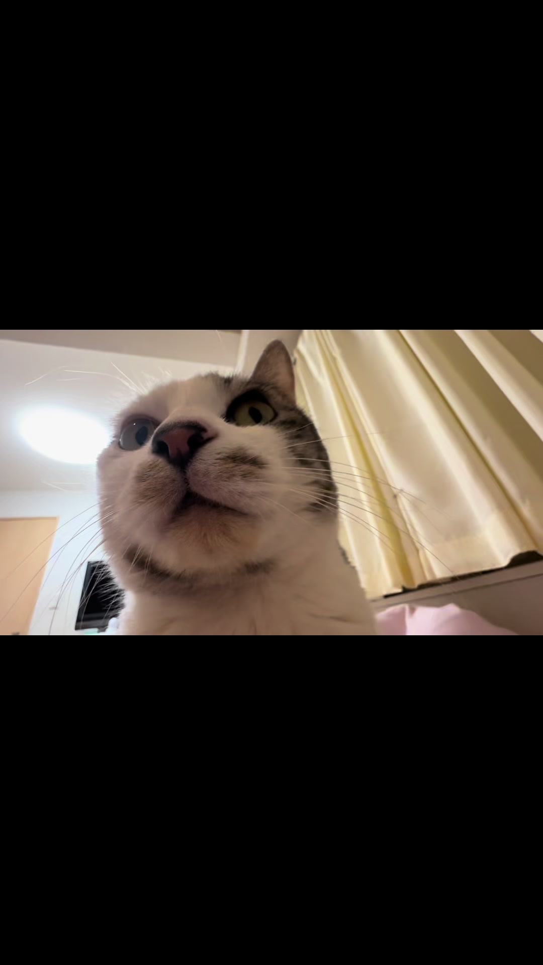 @こねのちう