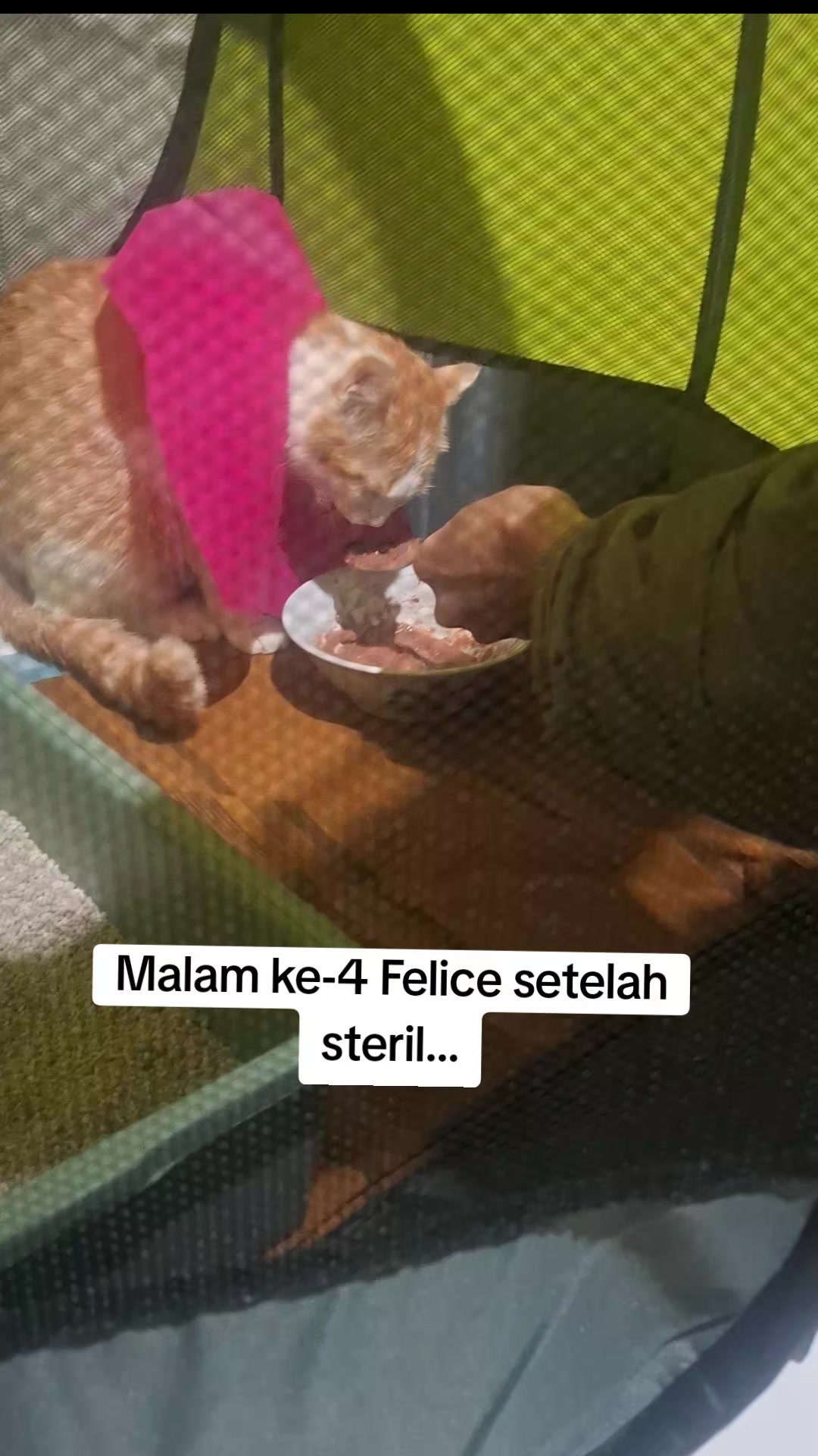 @Felice