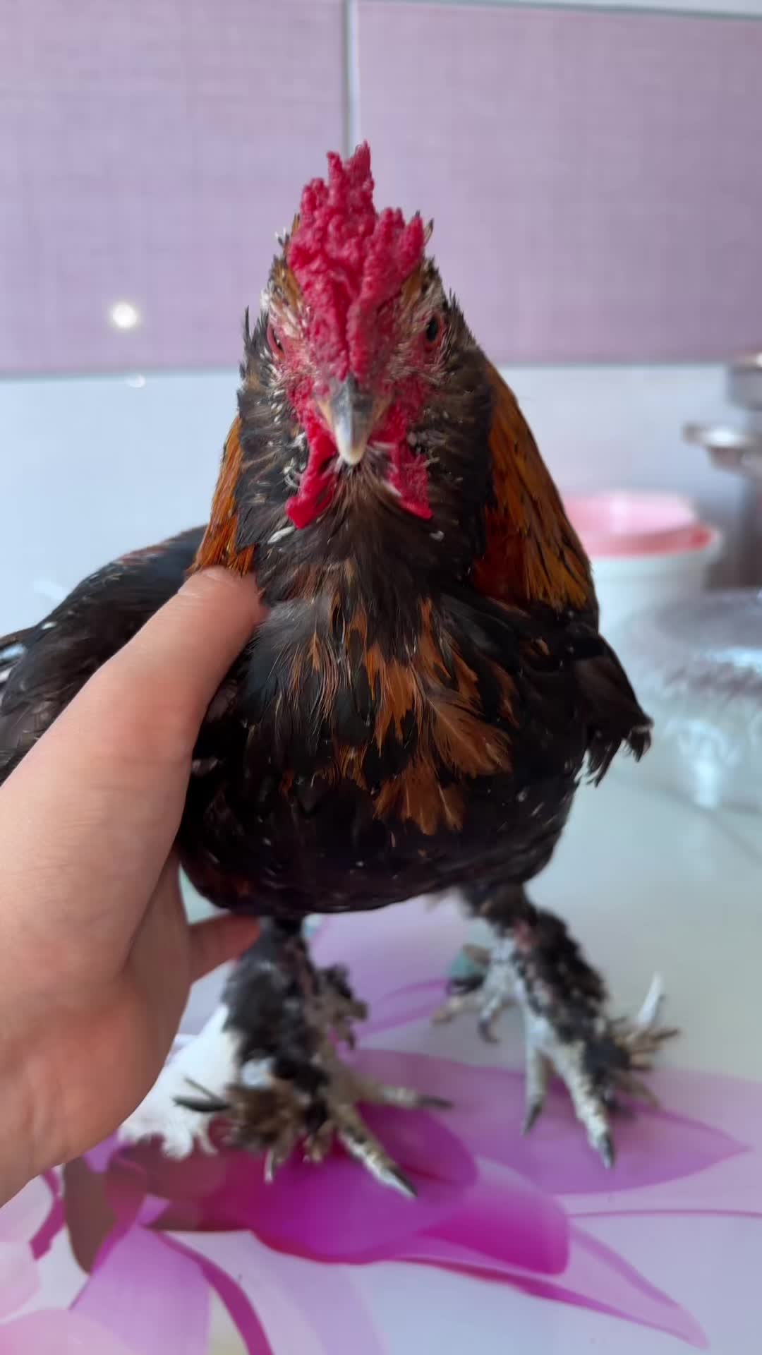 @🐸ELOŞUM