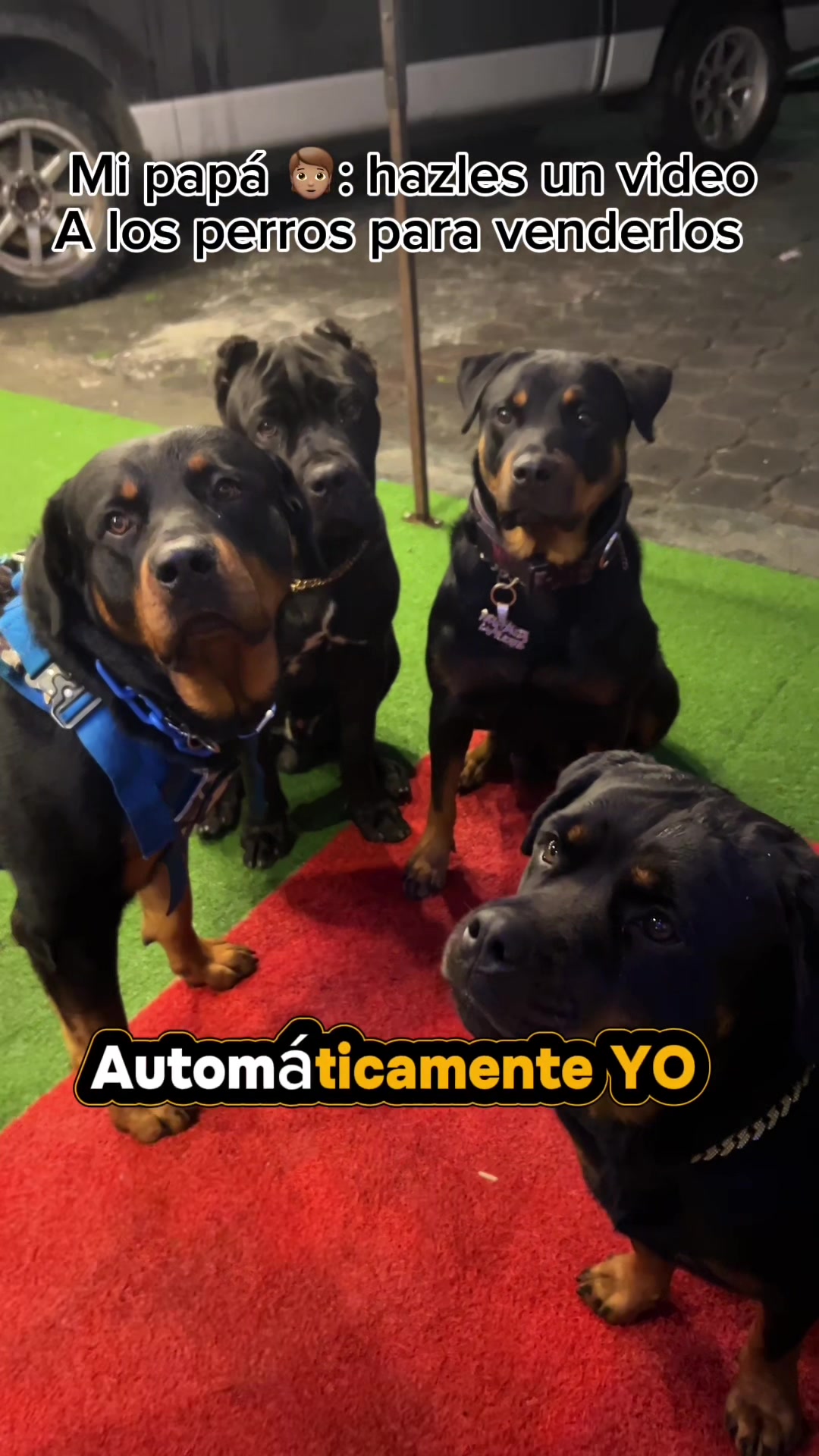 @I love DOGS