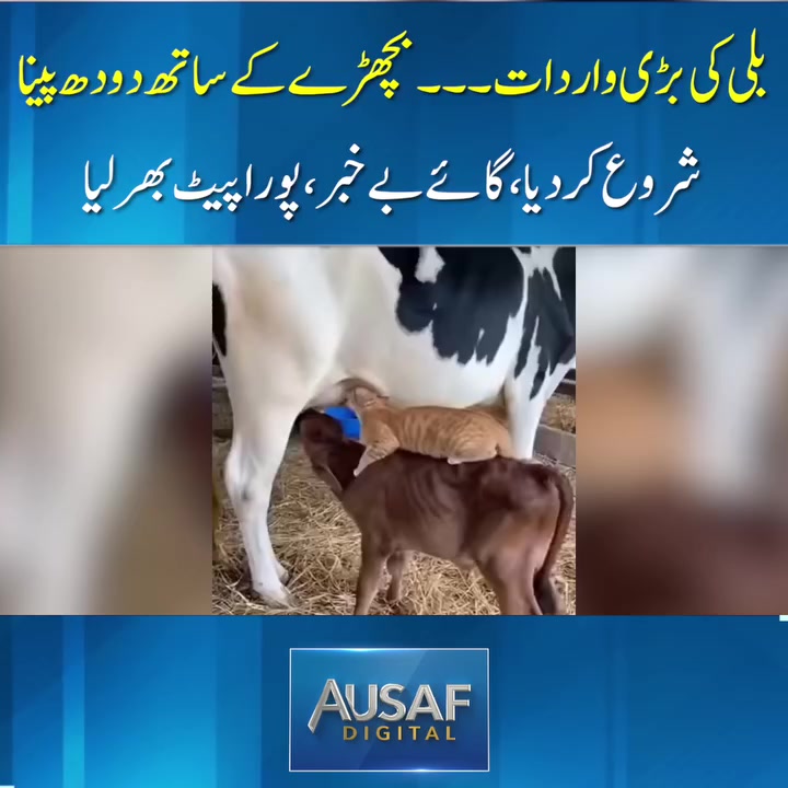 @Majid279h🇵🇰🇵🇰❤️