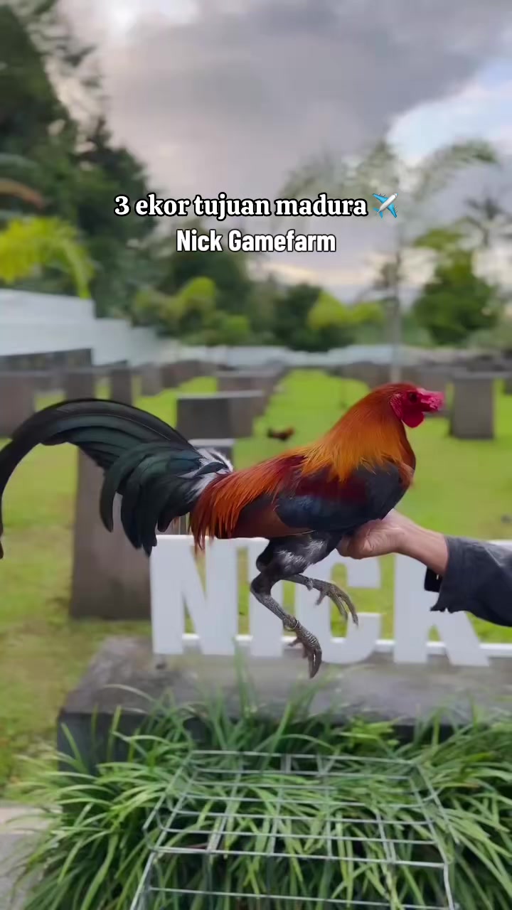 @NICK GAMEFARM