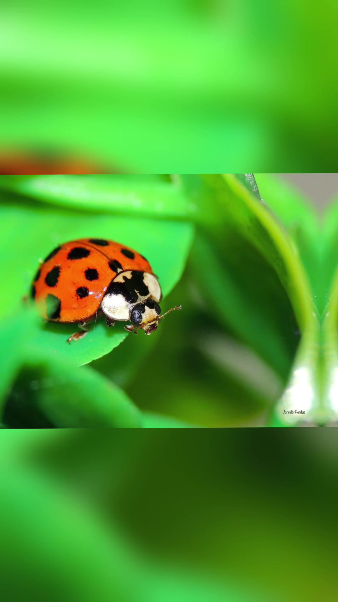 @Jennifer’s_Bugs
