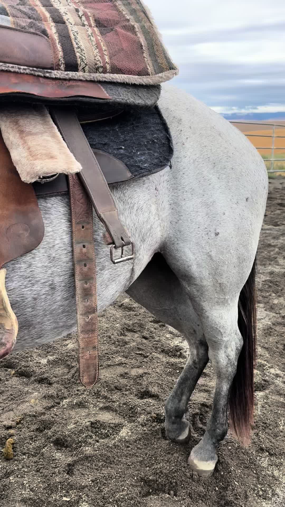 @Cowgirl Tuff Colt Training ❤️
