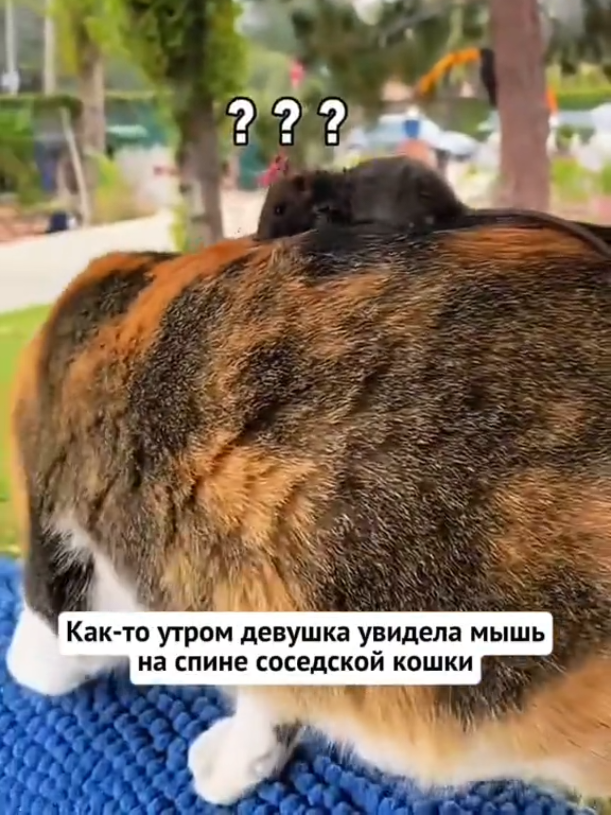 @RescueAnimals Nir