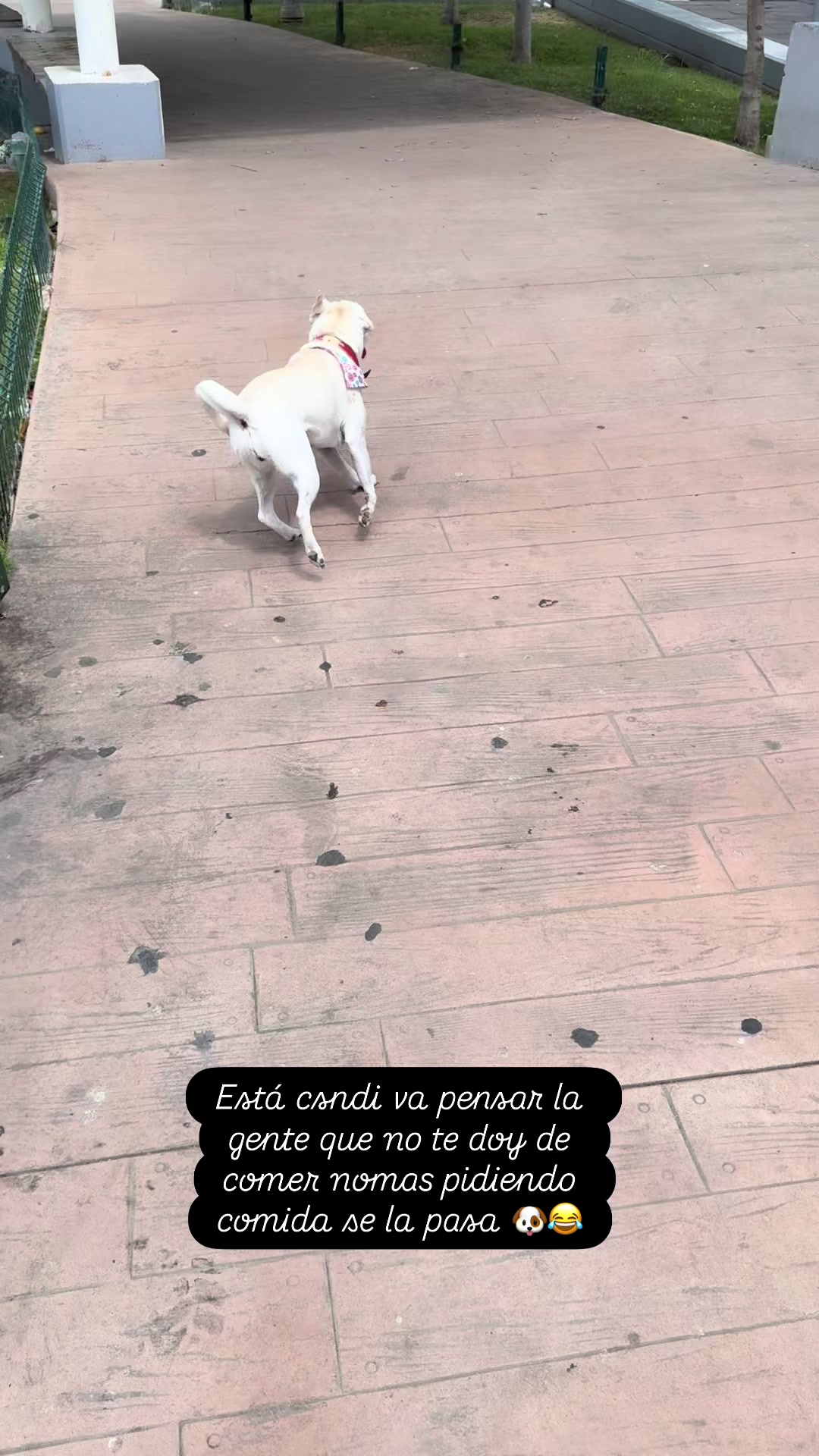 @Andrei García