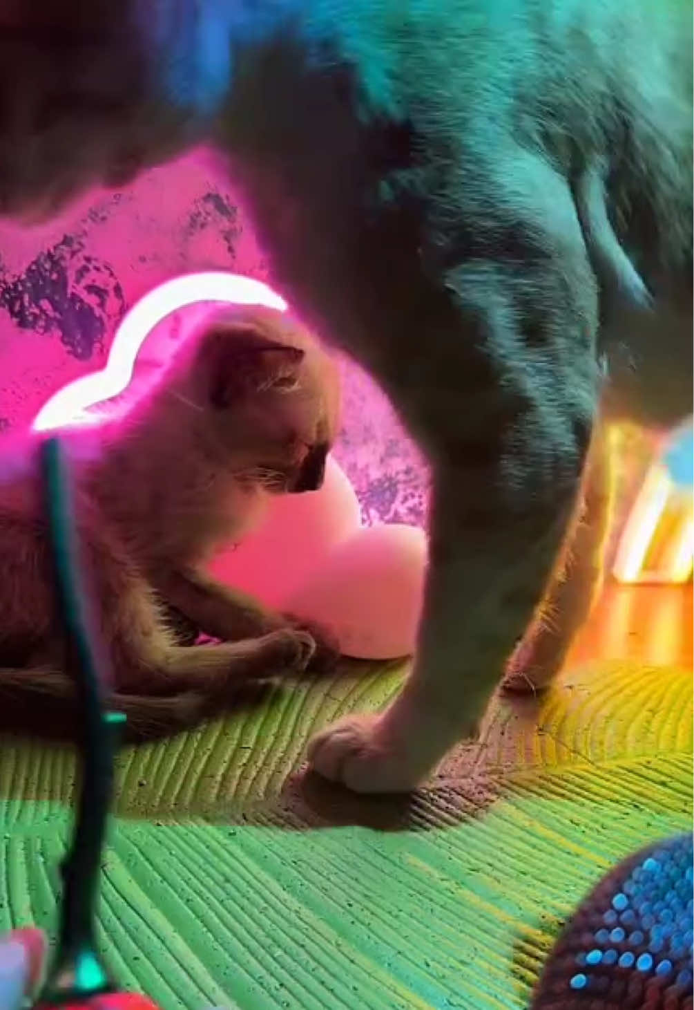 @Mirella ASMR