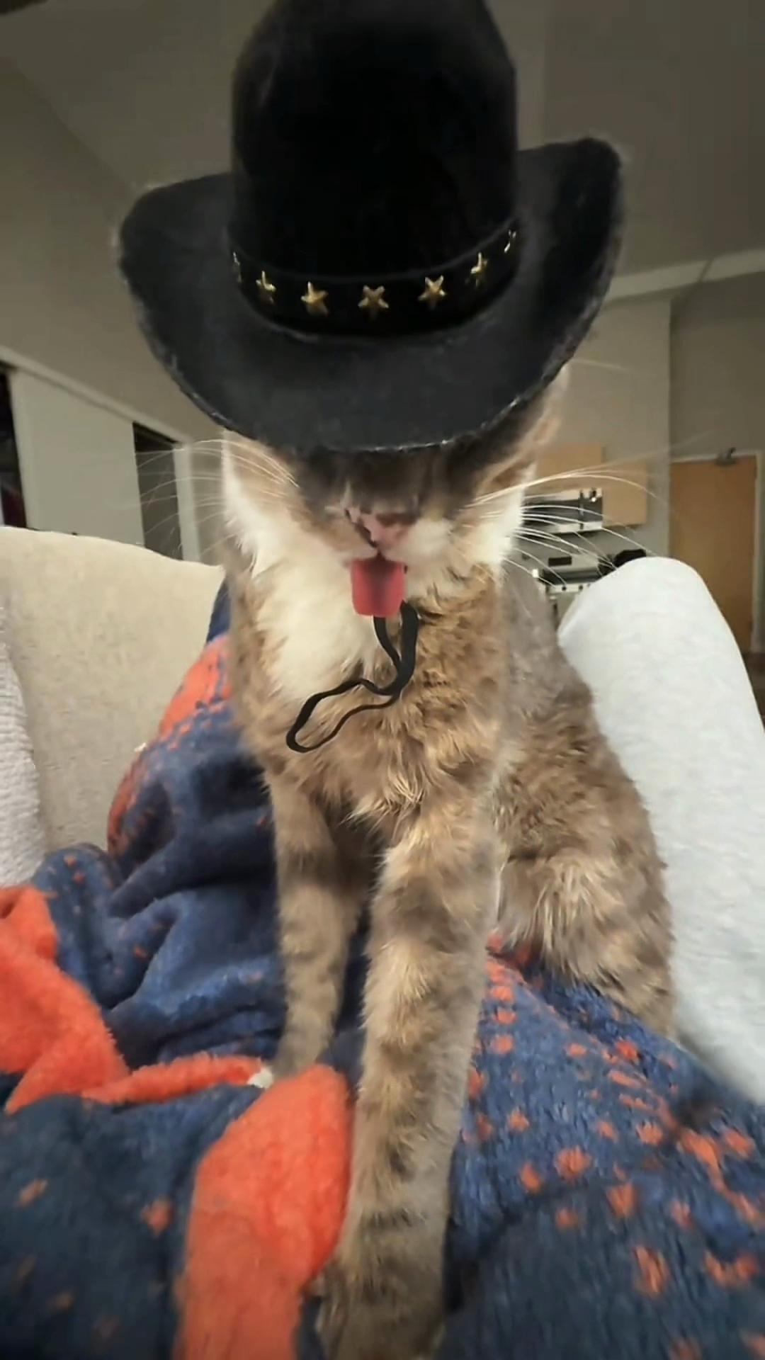 @𝗖𝗔𝗧𝗦
