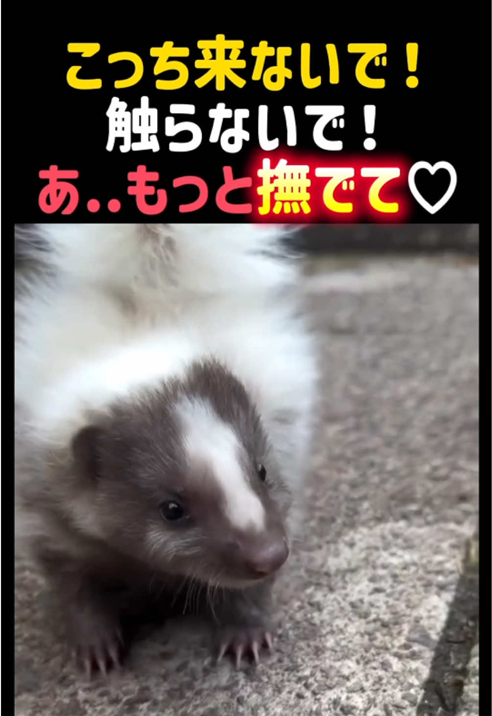 @動物癒し動画♡ animal cute