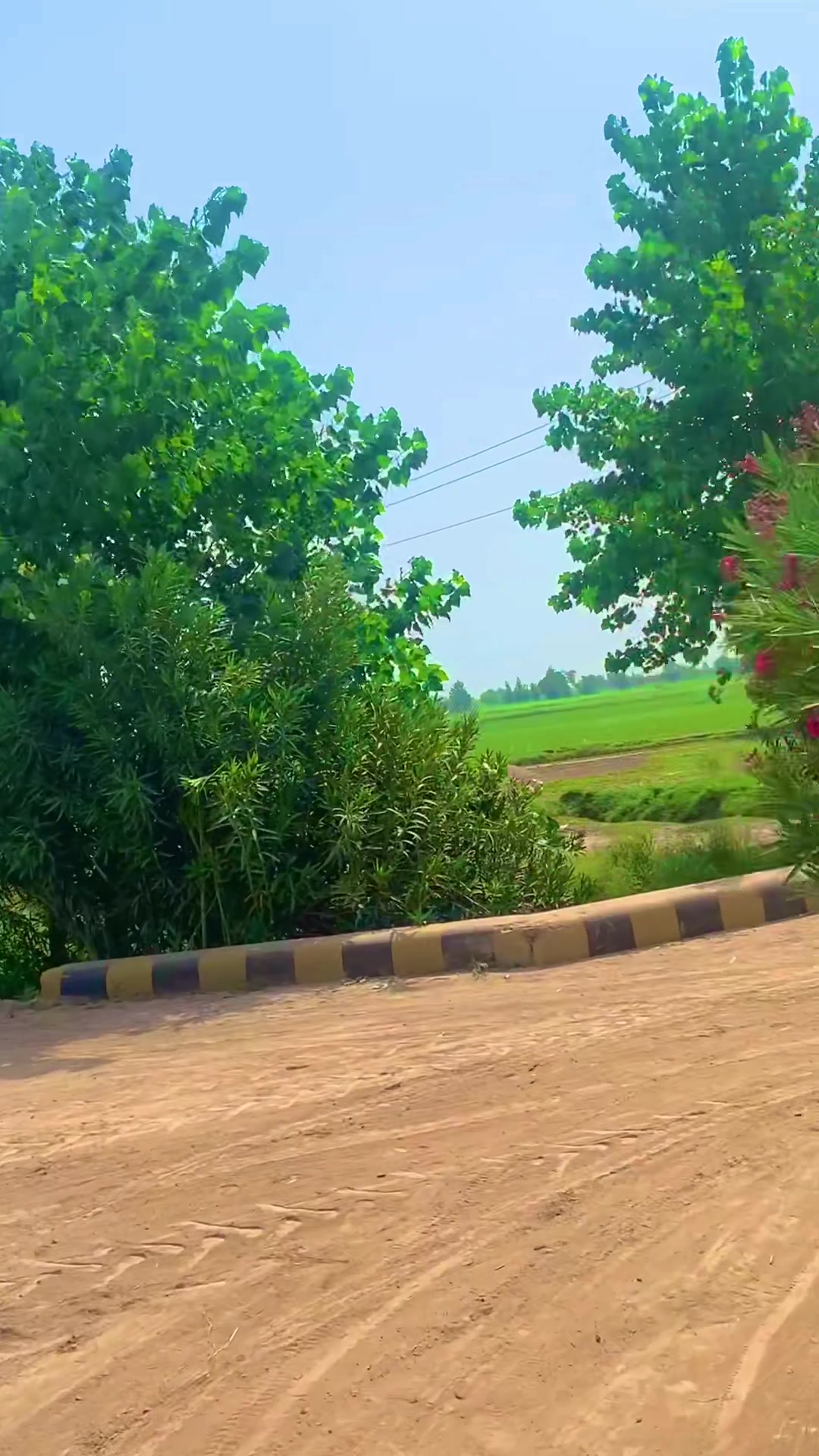 @میراپنجاب🌾🌞🌳
