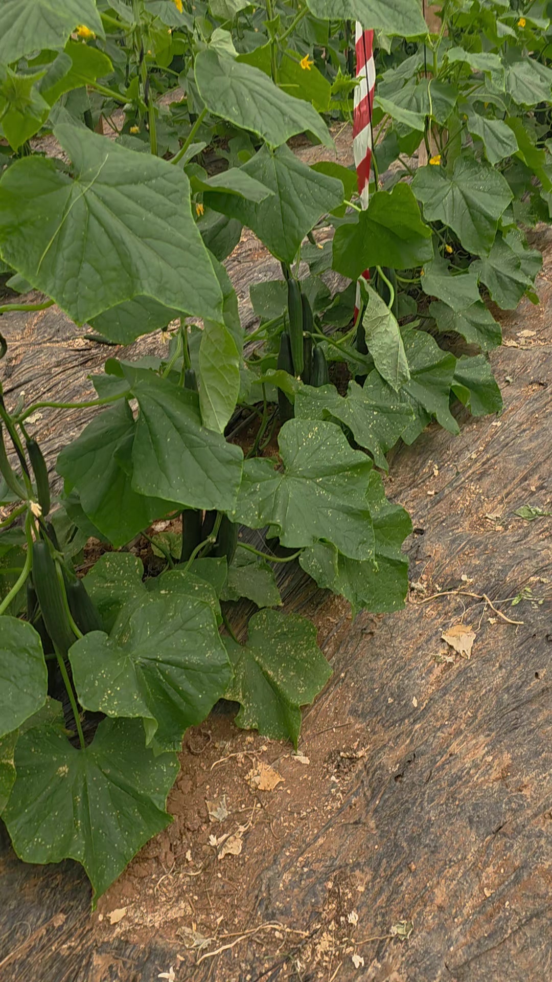 @El Extensionista del Agro