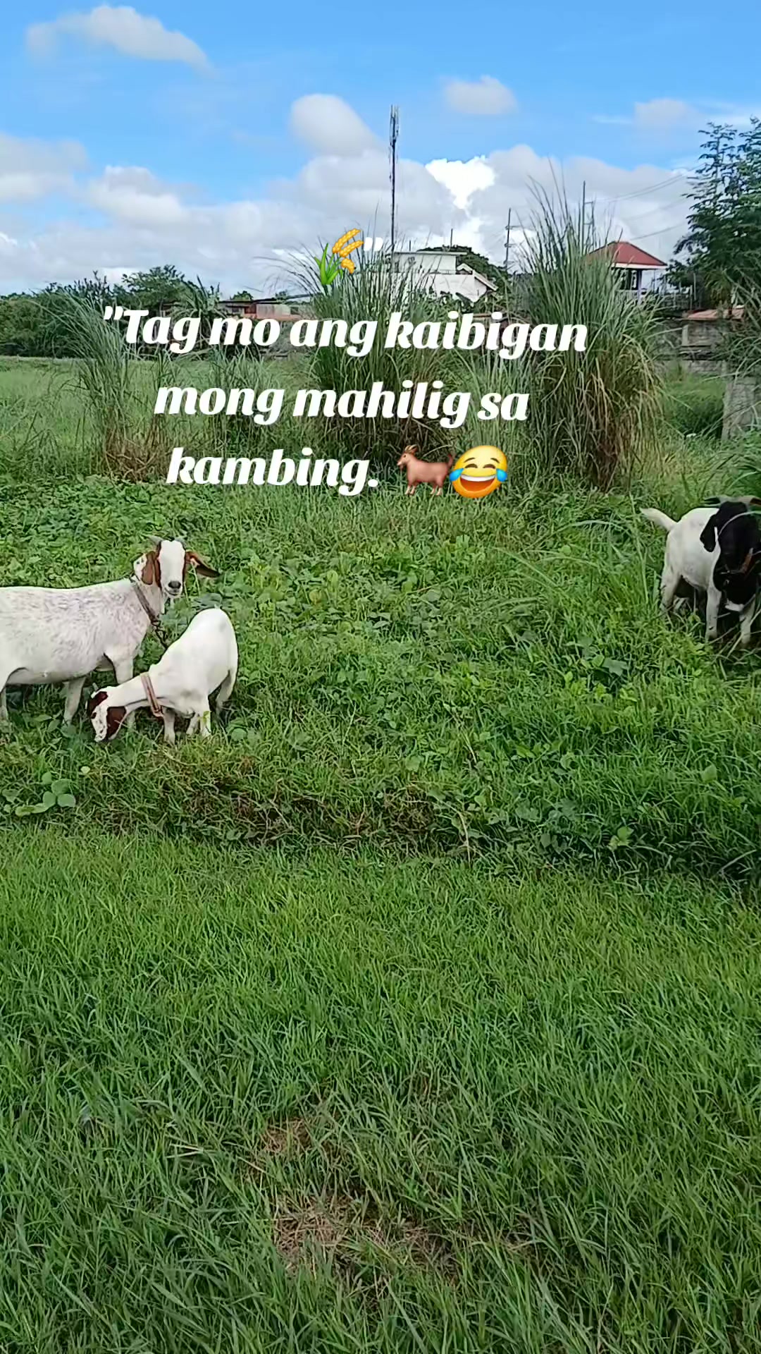 @renantepet