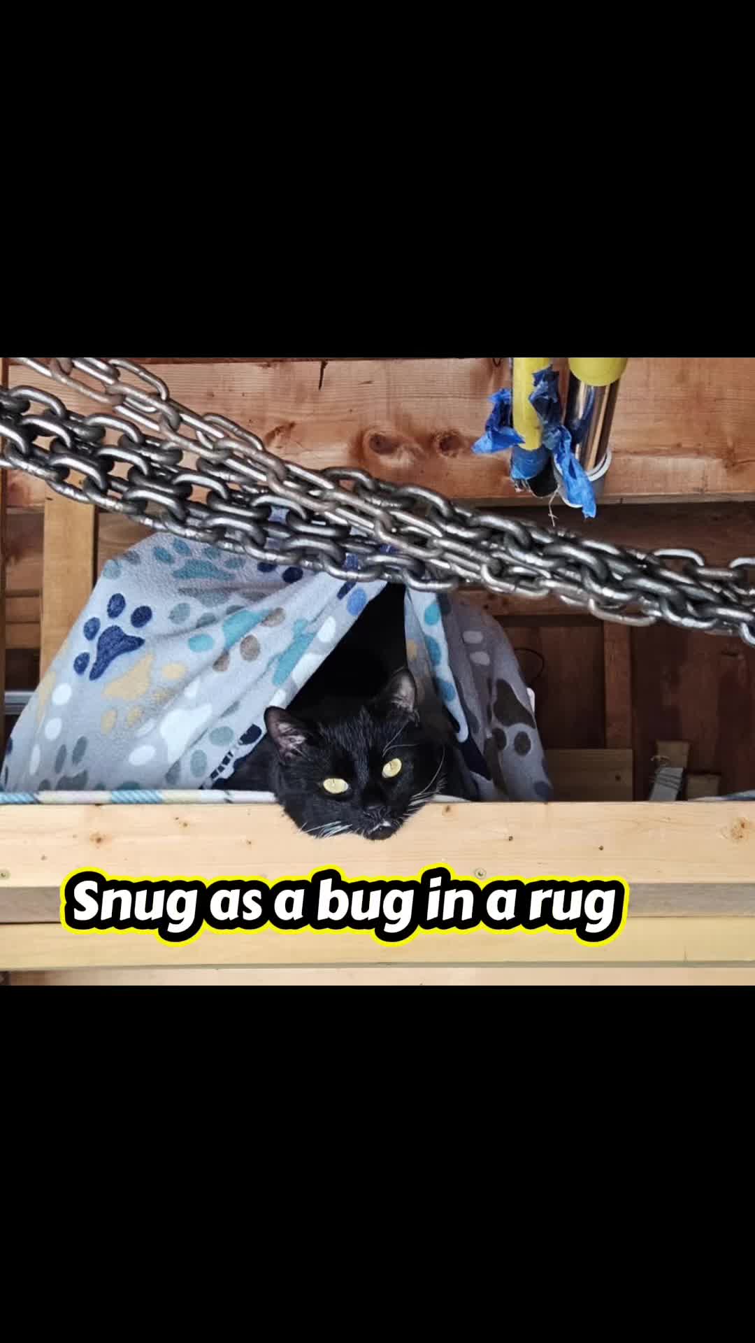 @The Appalachian kitties