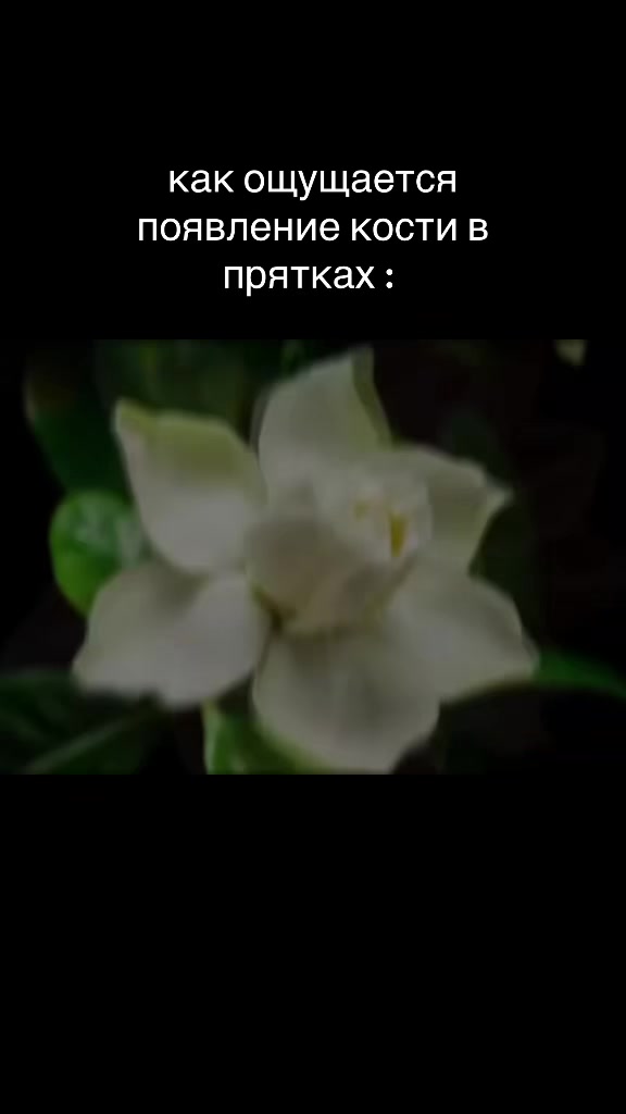 @флераа флэр