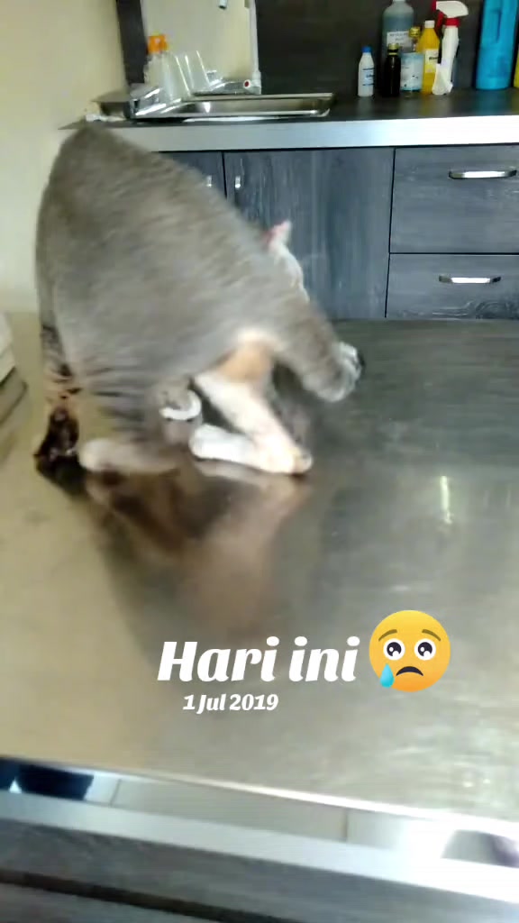 @mama meong♥️🐈🇮🇩🇲🇾_acro