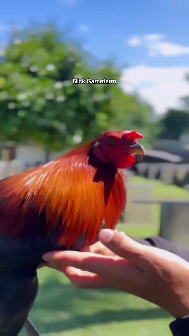 @NICK GAMEFARM